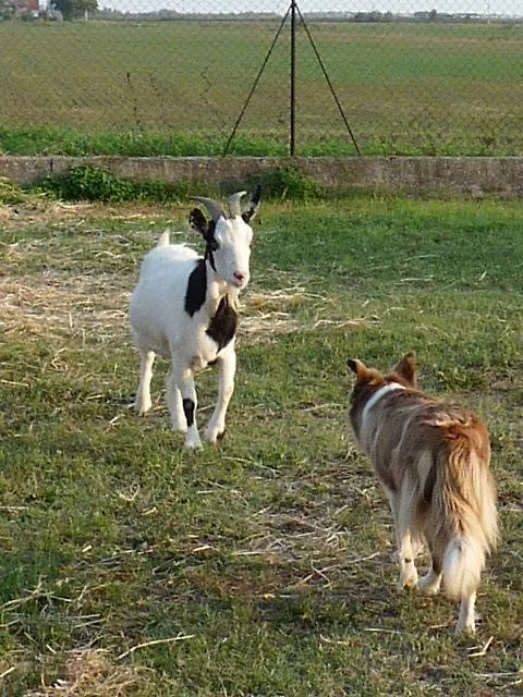 Valle Rillo Agriturismo Villa Comacchio 0*,  Italy