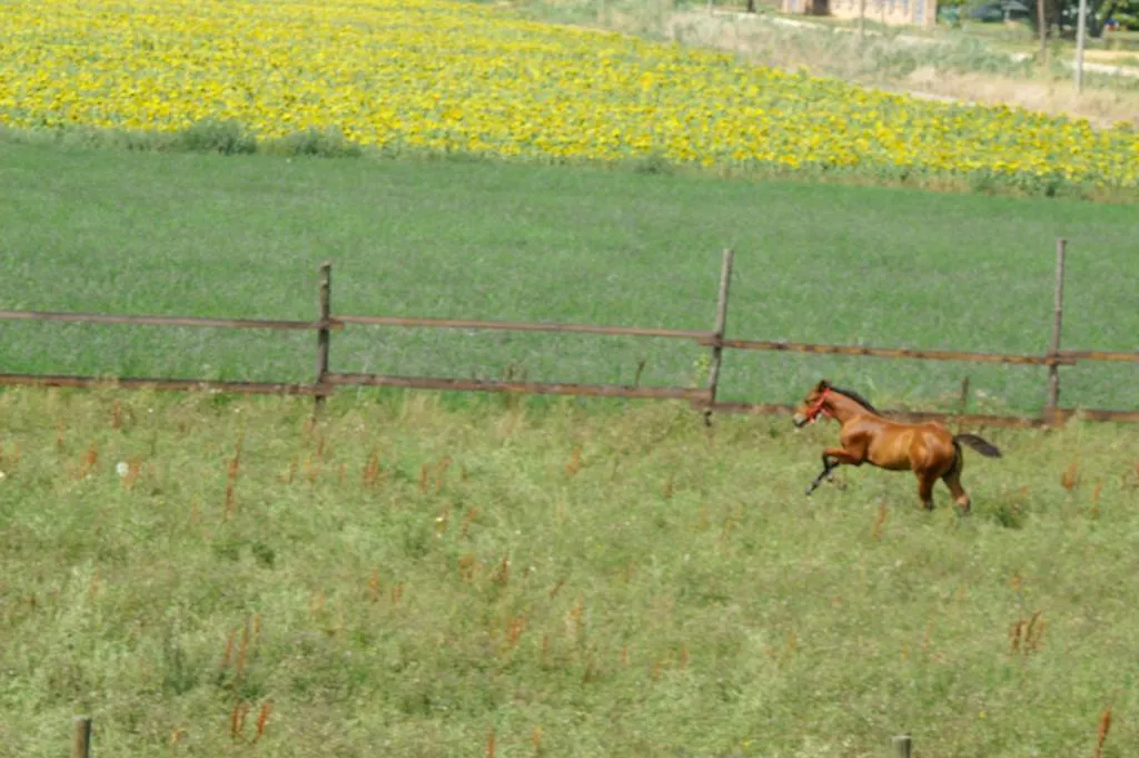 Farm stay Valle Rillo Agriturismo Villa Comacchio